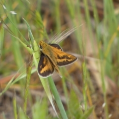 Taractrocera papyria (White-banded Grass-dart) at Molonglo River Reserve - 21 Oct 2023 by SteveBorkowskis