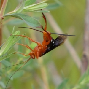 Lissopimpla excelsa at Belconnen, ACT - 21 Oct 2023