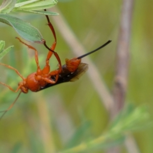 Lissopimpla excelsa at Belconnen, ACT - 21 Oct 2023