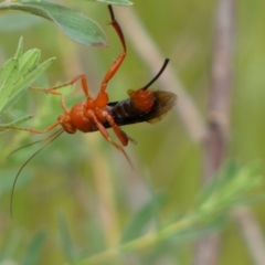 Lissopimpla excelsa at Belconnen, ACT - 21 Oct 2023