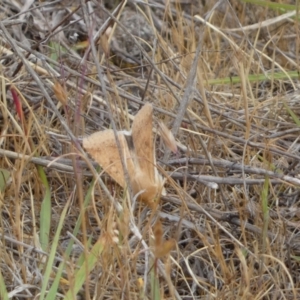 Helicoverpa (genus) at Belconnen, ACT - 21 Oct 2023