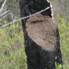 Papyrius sp. (genus) (A Coconut Ant) at Molonglo River Reserve - 21 Oct 2023 by SteveBorkowskis