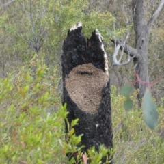 Papyrius sp. (genus) at Belconnen, ACT - suppressed