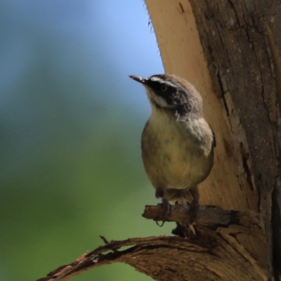 Sericornis frontalis (White-browed Scrubwren) at Fyshwick, ACT - 21 Oct 2023 by JimL