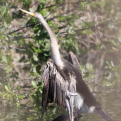Anhinga novaehollandiae (Australasian Darter) at Fyshwick, ACT - 22 Oct 2023 by JimL