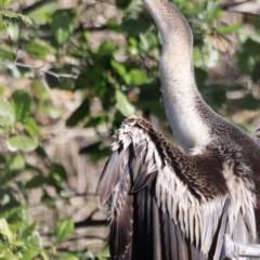 Anhinga novaehollandiae at Fyshwick, ACT - 22 Oct 2023 09:19 AM