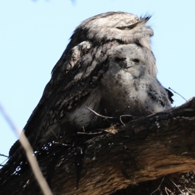 Podargus strigoides (Tawny Frogmouth) at Jerrabomberra Wetlands - 21 Oct 2023 by JimL