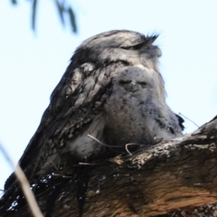 Podargus strigoides at Fyshwick, ACT - 22 Oct 2023