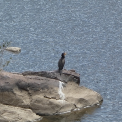 Phalacrocorax carbo (Great Cormorant) at Lower Molonglo - 21 Oct 2023 by SteveBorkowskis