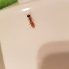 Camponotus sp. (genus) (A sugar ant) at QPRC LGA - 22 Oct 2023 by danswell