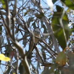 Pachycephala rufiventris (Rufous Whistler) at Belconnen, ACT - 21 Oct 2023 by SteveBorkowskis