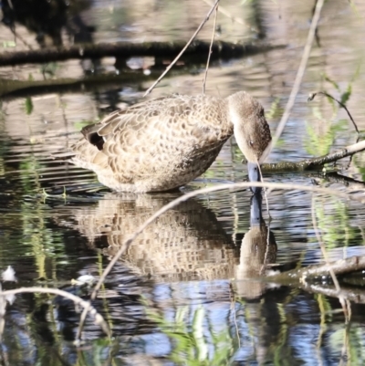 Anas gracilis (Grey Teal) at Fyshwick, ACT - 22 Oct 2023 by JimL