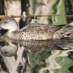 Anas gracilis at Fyshwick, ACT - 22 Oct 2023 08:32 AM