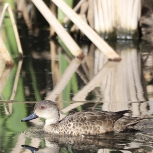 Anas gracilis at Fyshwick, ACT - 22 Oct 2023 08:32 AM