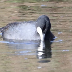 Fulica atra at Fyshwick, ACT - 22 Oct 2023 08:32 AM