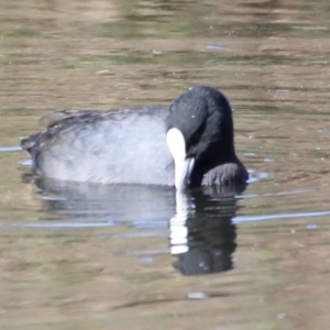 Fulica atra at Fyshwick, ACT - 22 Oct 2023 08:32 AM