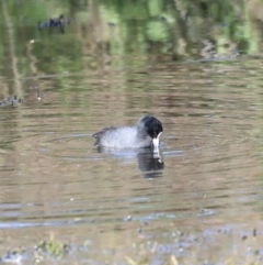 Fulica atra at Fyshwick, ACT - 22 Oct 2023 08:32 AM