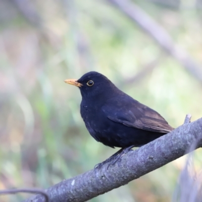 Turdus merula (Eurasian Blackbird) at Fyshwick, ACT - 22 Oct 2023 by JimL