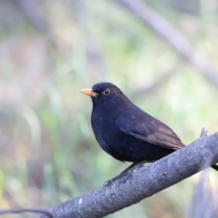 Turdus merula at Fyshwick, ACT - 22 Oct 2023