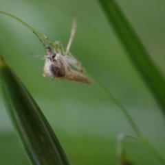 Nematocera sp. (suborder) (Unidentified 'nematoceran' fly) at Murrumbateman, NSW - 21 Oct 2023 by SimoneC