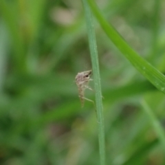 Nematocera sp. (suborder) at Murrumbateman, NSW - 21 Oct 2023