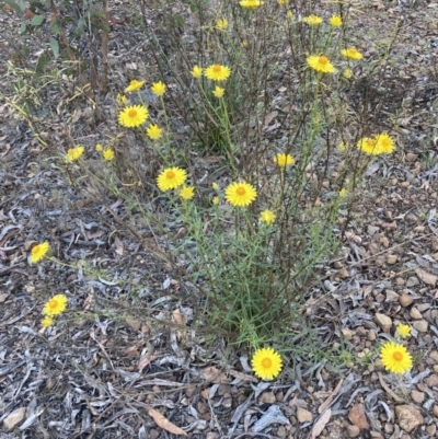 Xerochrysum viscosum (Sticky Everlasting) at Black Mountain - 22 Oct 2023 by lyndallh