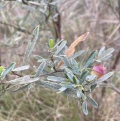 Dodonaea viscosa subsp. spatulata (Broad-leaved Hop Bush) at Black Mountain - 22 Oct 2023 by lyndallh