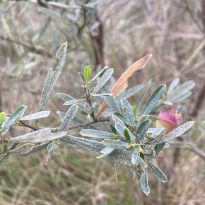 Dodonaea viscosa subsp. spatulata (Broad-leaved Hop Bush) at Canberra Central, ACT - 22 Oct 2023 by lyndallh