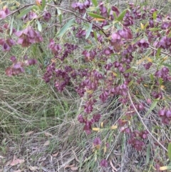 Dodonaea viscosa subsp. spatulata at Canberra Central, ACT - 22 Oct 2023 06:00 PM