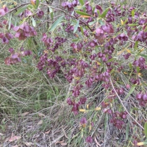 Dodonaea viscosa subsp. spatulata at Canberra Central, ACT - 22 Oct 2023 06:00 PM