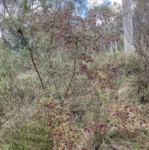 Dodonaea viscosa subsp. spatulata at Canberra Central, ACT - 22 Oct 2023