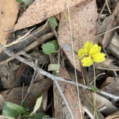 Goodenia hederacea subsp. hederacea (Ivy Goodenia, Forest Goodenia) at Black Mountain - 22 Oct 2023 by lyndallh