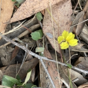 Goodenia hederacea subsp. hederacea at Canberra Central, ACT - 22 Oct 2023 05:45 PM