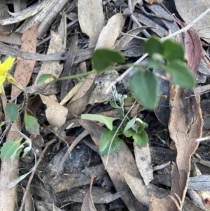 Goodenia hederacea subsp. hederacea at Canberra Central, ACT - 22 Oct 2023 05:45 PM