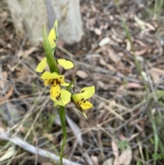 Diuris sulphurea (Tiger Orchid) at Black Mountain - 22 Oct 2023 by lyndallh