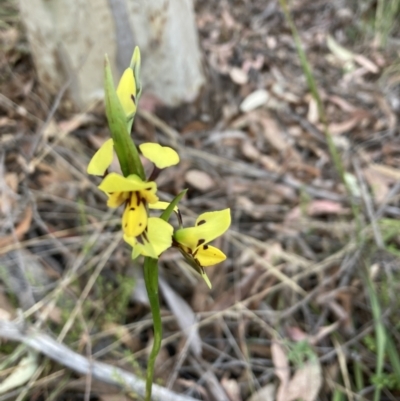 Diuris sulphurea (Tiger Orchid) at Black Mountain - 22 Oct 2023 by lyndallh