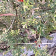 Grevillea alpina (Mountain Grevillea / Cat's Claws Grevillea) at Black Mountain - 22 Oct 2023 by lyndallh