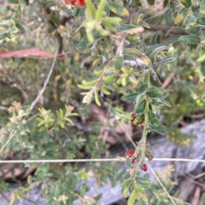 Grevillea alpina (Mountain Grevillea / Cat's Claws Grevillea) at Point 38 - 22 Oct 2023 by lyndallh