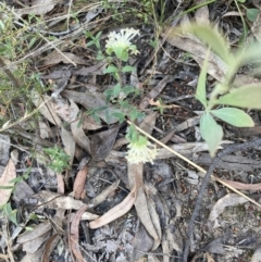 Pimelea linifolia subsp. linifolia (Queen of the Bush, Slender Rice-flower) at Black Mountain - 22 Oct 2023 by lyndallh