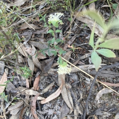 Pimelea linifolia subsp. linifolia (Queen of the Bush, Slender Rice-flower) at Black Mountain - 22 Oct 2023 by lyndallh