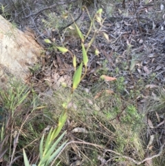 Stypandra glauca (Nodding Blue Lily) at Canberra Central, ACT - 22 Oct 2023 by lyndallh