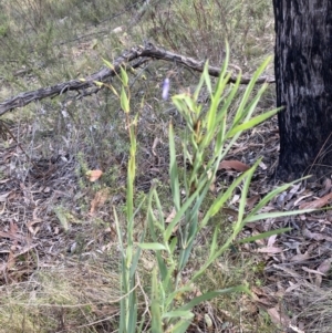 Stypandra glauca at Canberra Central, ACT - 22 Oct 2023