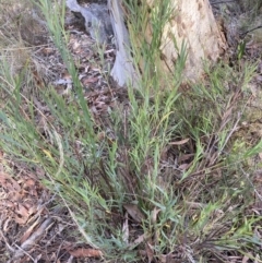Stypandra glauca at Canberra Central, ACT - 22 Oct 2023
