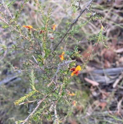 Dillwynia phylicoides (A Parrot-pea) at Point 38 - 22 Oct 2023 by lyndallh