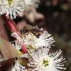 Lasioglossum (Chilalictus) bicingulatum (Halictid Bee) at Murrumbateman, NSW - 19 Oct 2023 by SimoneC