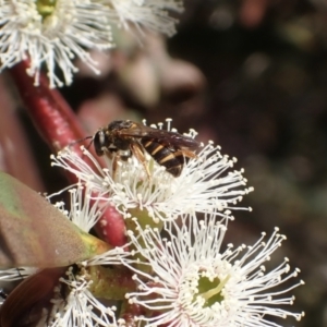 Lasioglossum (Chilalictus) bicingulatum at Murrumbateman, NSW - 19 Oct 2023
