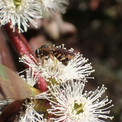Lasioglossum (Chilalictus) bicingulatum (Halictid Bee) at Murrumbateman, NSW - 19 Oct 2023 by SimoneC