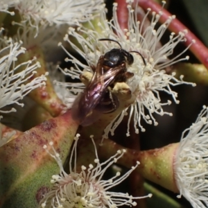 Lasioglossum (Chilalictus) bicingulatum at Murrumbateman, NSW - 19 Oct 2023