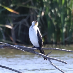 Microcarbo melanoleucos at Fyshwick, ACT - 22 Oct 2023