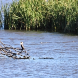 Microcarbo melanoleucos at Fyshwick, ACT - 22 Oct 2023